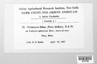 Uromyces viciae-fabae image